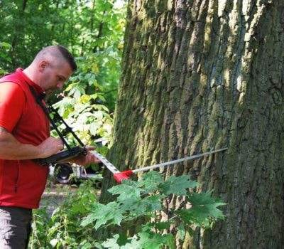 Gutachten Baumkontrolle 12 Gutachten Baumkontrolle