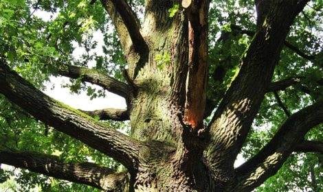 Baumkontrollen 5 Baumkontrollen