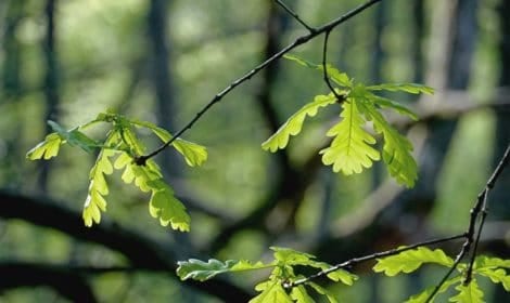 Baumpflanzung 6 Baumpflanzung