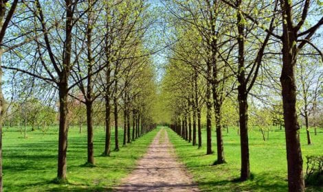 Baumpflege / Baumfällung 7 Baumpflege / Baumfällung