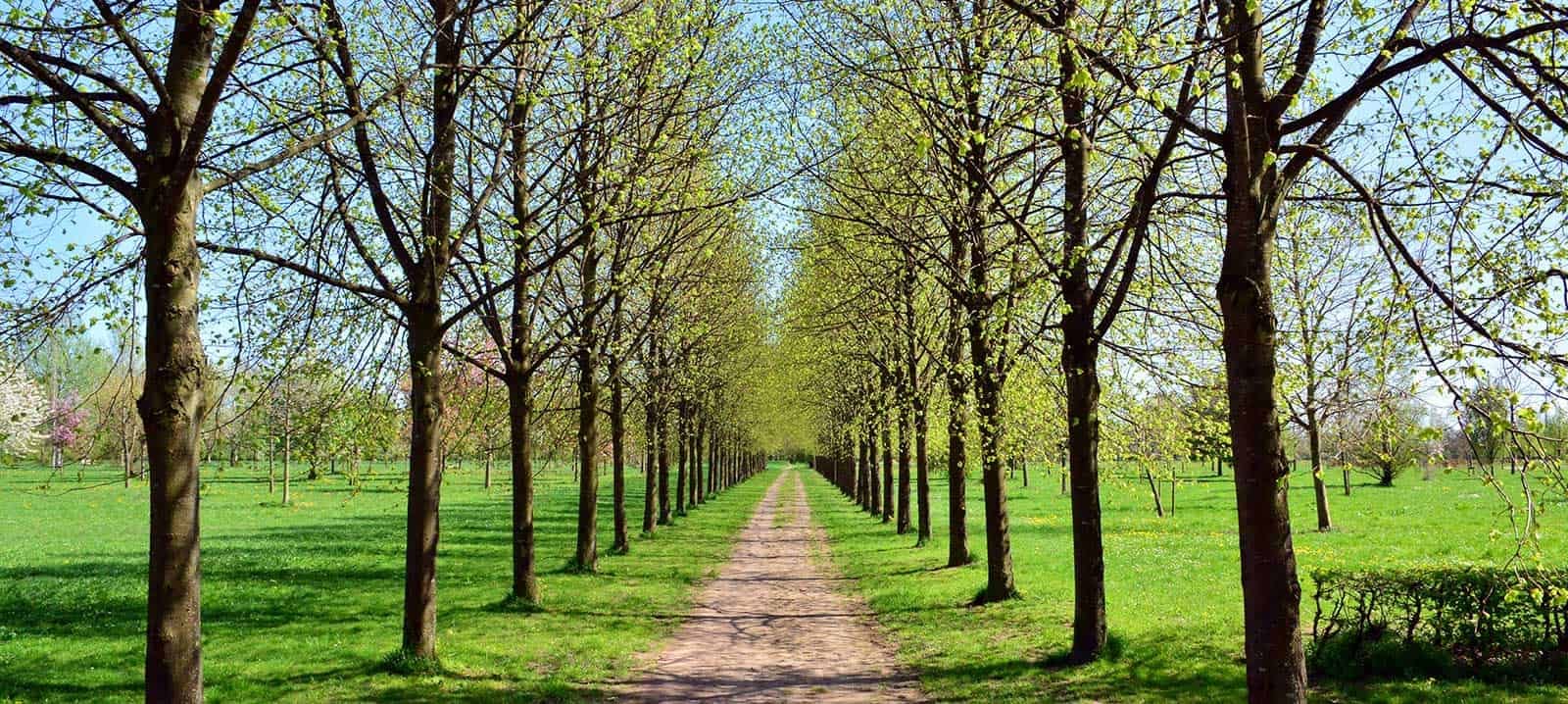 Baumpflege / Baumfällung 2 baumpflege