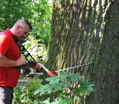 Gutachten Baumkontrolle