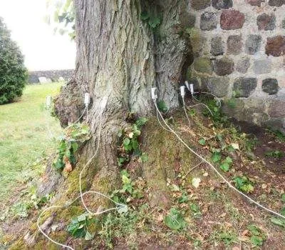 Messung der Baumgesundheit
